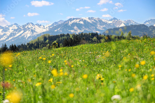 Flower meadow and mountains in background in spring.