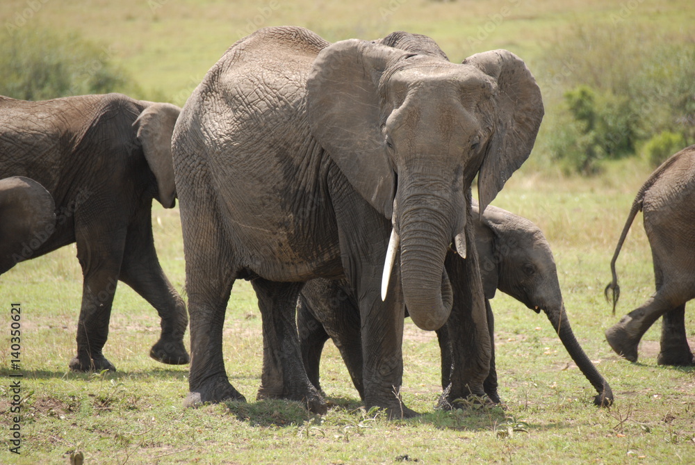 Fototapeta premium elephant