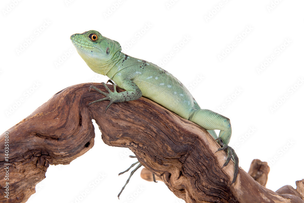 Fototapeta premium reptile