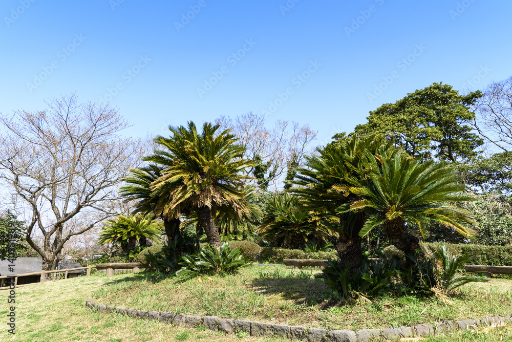 大崎公園　椰子