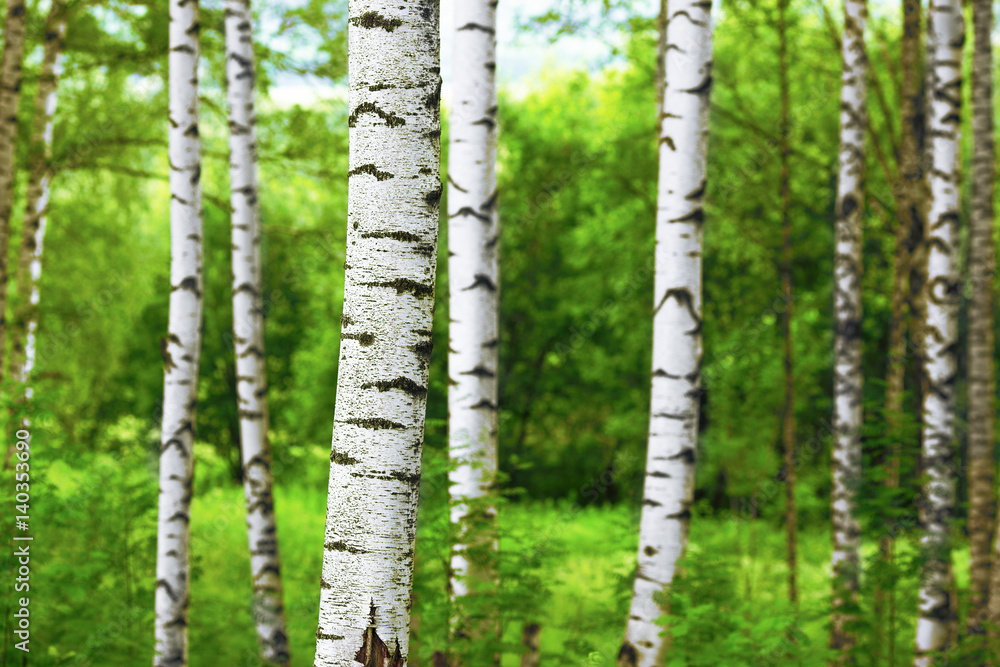 Fototapeta premium summer in sunny birch forest