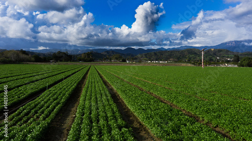 Santa Paula Agriculture