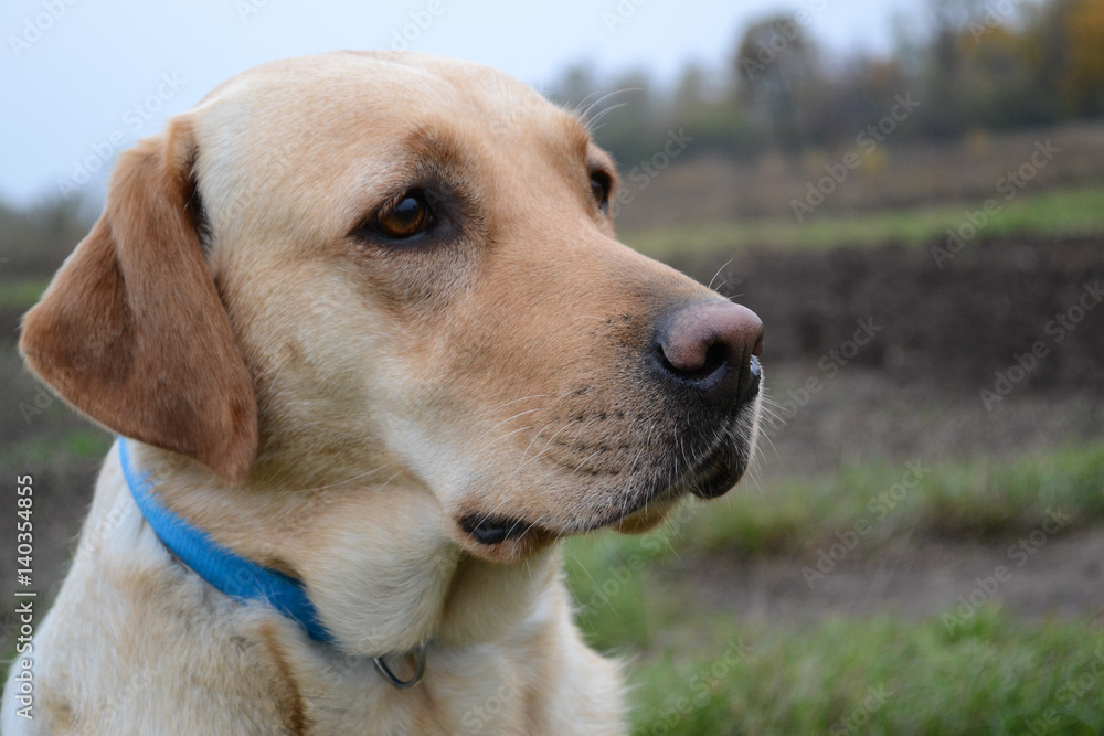 Labrador dog outdoors portrait. Walks in the field Labrador dog outdoors portrait. Walks in the field