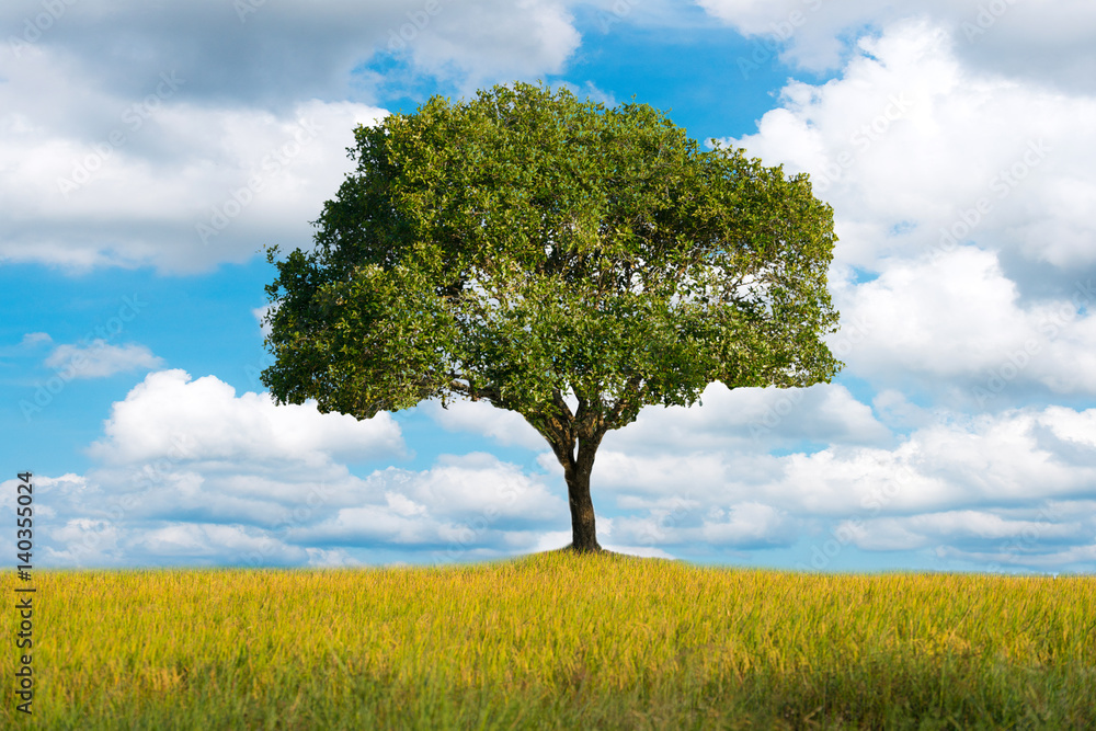 Lonely green oak tree in the field, Lonely tree against a blue sky at sunset, Summer landscape with a lone tree at sunset barley field in the village Lonely green oak tree in the field, Lonely tree against a blue sky at sunset, Summer landscape with a lone tree at sunset barley field in the village