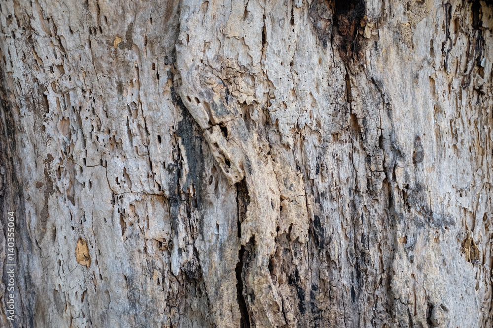 Obraz premium bark texture