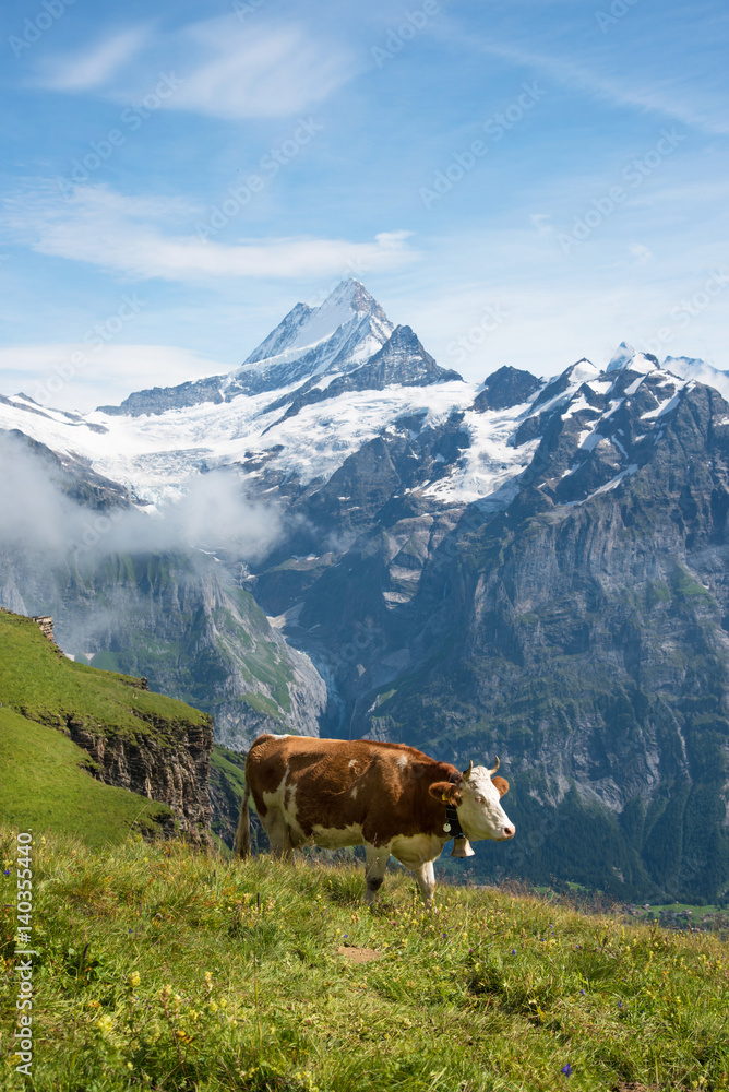 Beautiful landscape with a cow in the mountains in the mist of clouds. Swiss Alps, Europe.