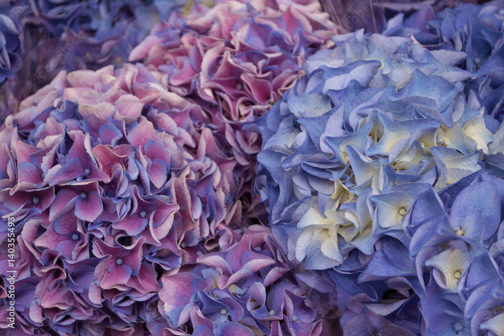 Violet, blue and pink bouquet of hydrangea