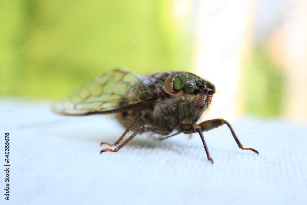 Obraz premium Insect