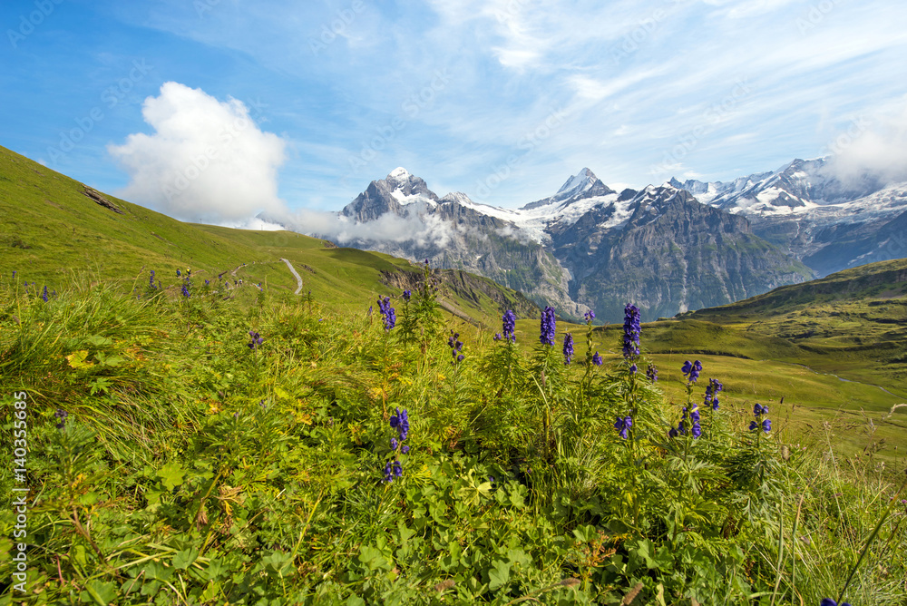 Nice view with blue flowers on a background of mountains. Swiss Alps, Europe. Nice view with blue flowers on a background of mountains. Swiss Alps, Europe.