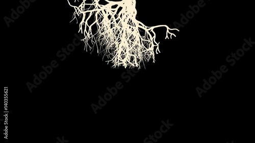 Rapidly Growing  Roots -    Video Footage  photo
