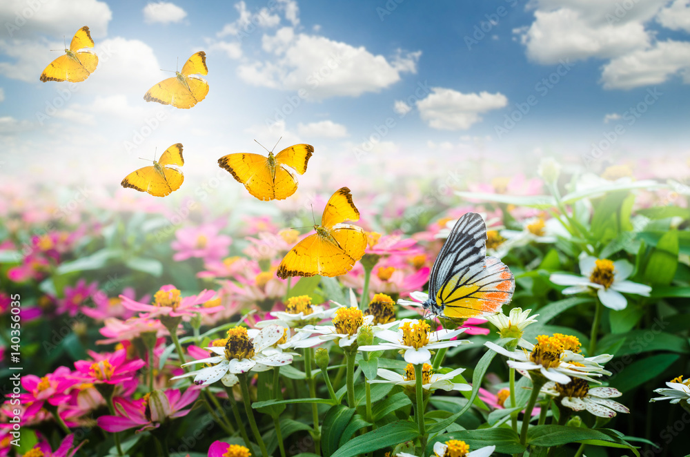 butterfly on colorful beautiful flowers with butterfly flying in the