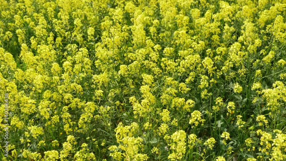 Blooming canola field. Rape on the field in summer. Bright Yellow rapeseed oil. Flowering rapeseed
Blooming canola field. Rape on the field in summer. Bright Yellow rapeseed oil. Flowering rapeseed