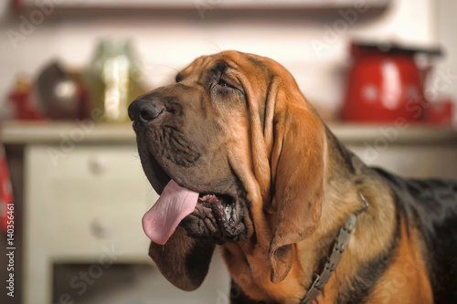 Beautiful Bloodhound puppy at 6 months. photo