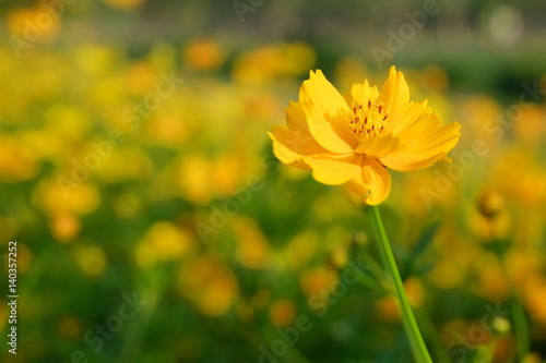 Field of yellow cosmos