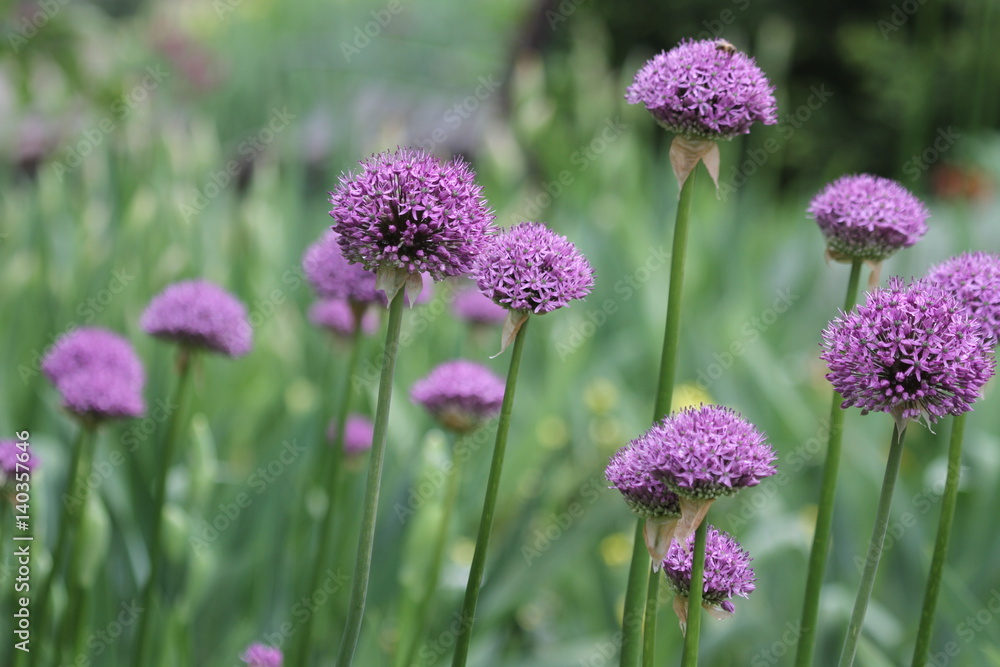 Allium Allium