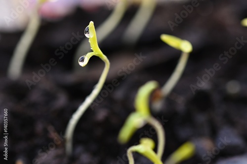 Green sprout growing from ground. Dewy young leaves sprouting plants. Spring background - garden.