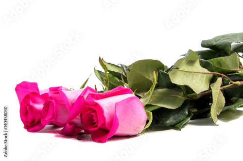 Pink rose flower head  . Petals Borderisolated on white background cutout photo