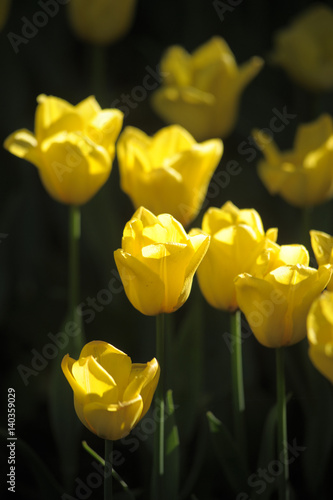 Spring background with beautiful yellow tulips photo