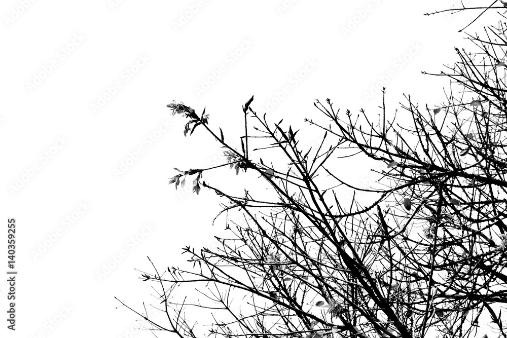 black & white tree branch silhouette photography , white background , clipping path