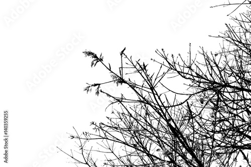 black   white tree branch silhouette photography   white background   clipping path