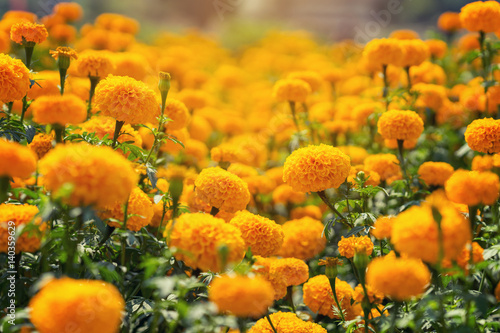 Beautiful Marigold yellow flowers in the garden photo