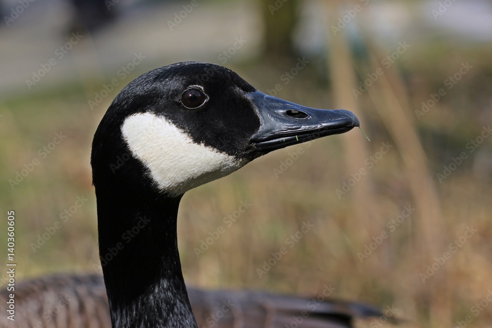 Portrait einer Kanadagans (Branta canadensis) am Teichufer
Portrait einer Kanadagans (Branta canadensis) am Teichufer