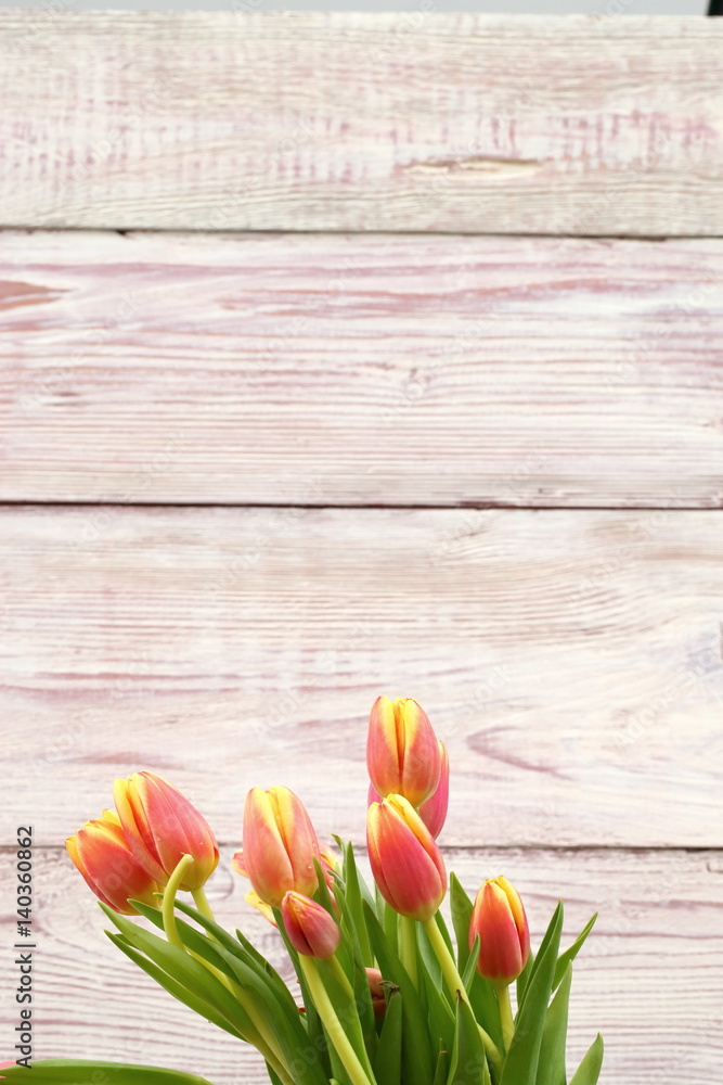 Fototapeta premium Tulipany