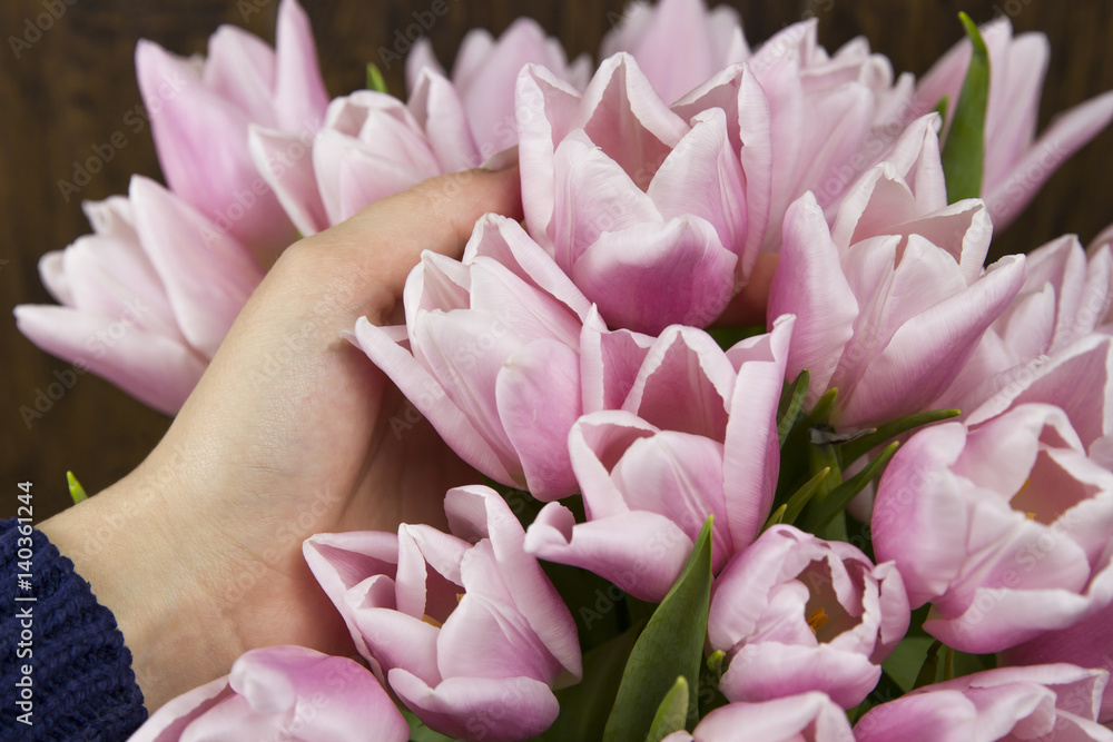 tulips flowers pink gift beautiful nature plant fresh
