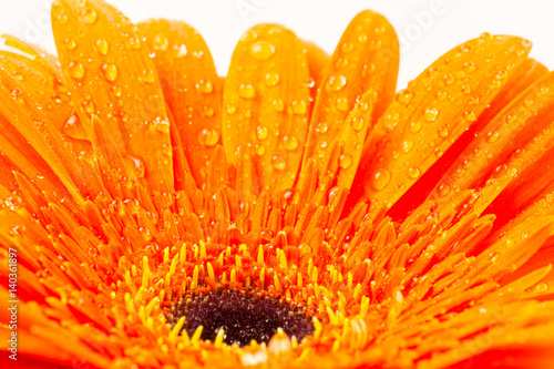 beautiful bright orange gerber in macro