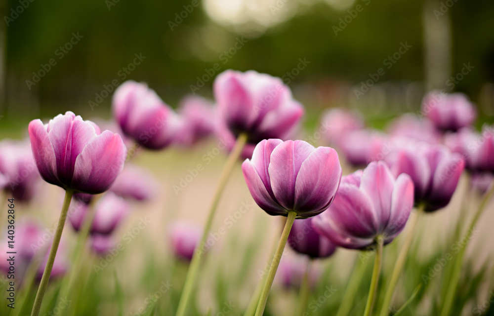 flowers purple tulips in the city Park flowers purple tulips in the city Park