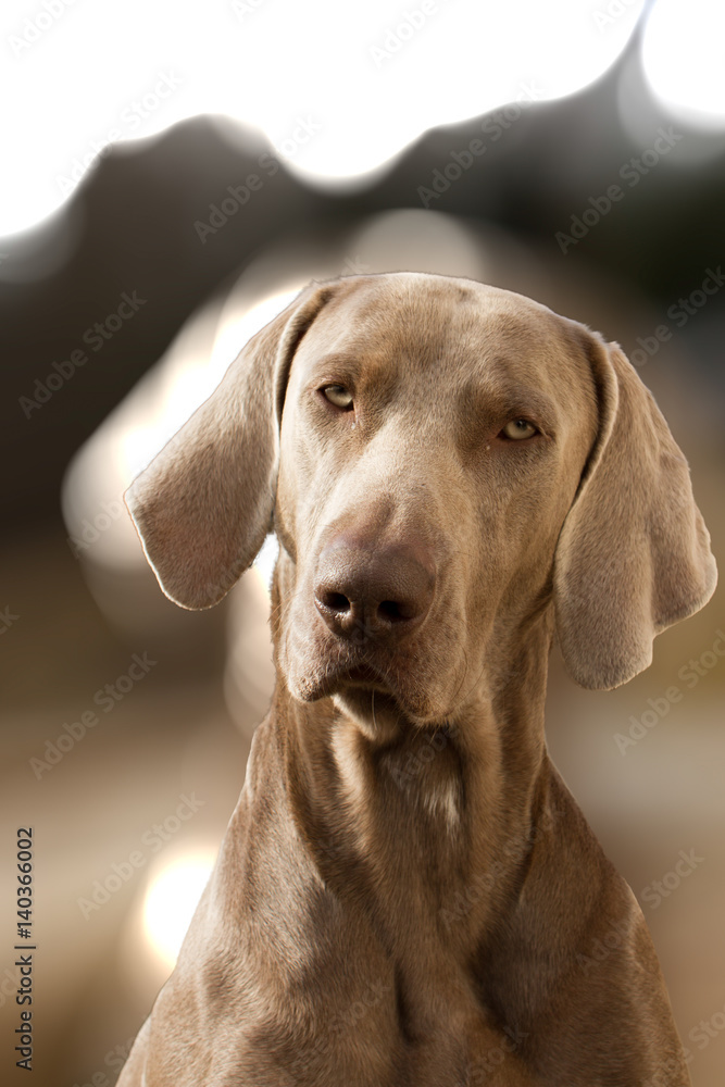 A pointer, a young Weimaraner in close up. A pointer, a young Weimaraner in close up.