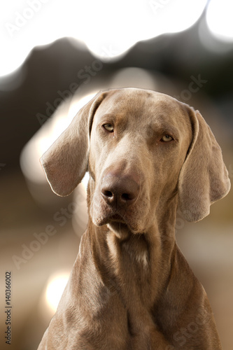 A pointer, a young Weimaraner in close up.