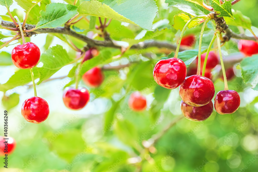 Red cherries on a branch in the garden, close up Red cherries on a branch in the garden, close up