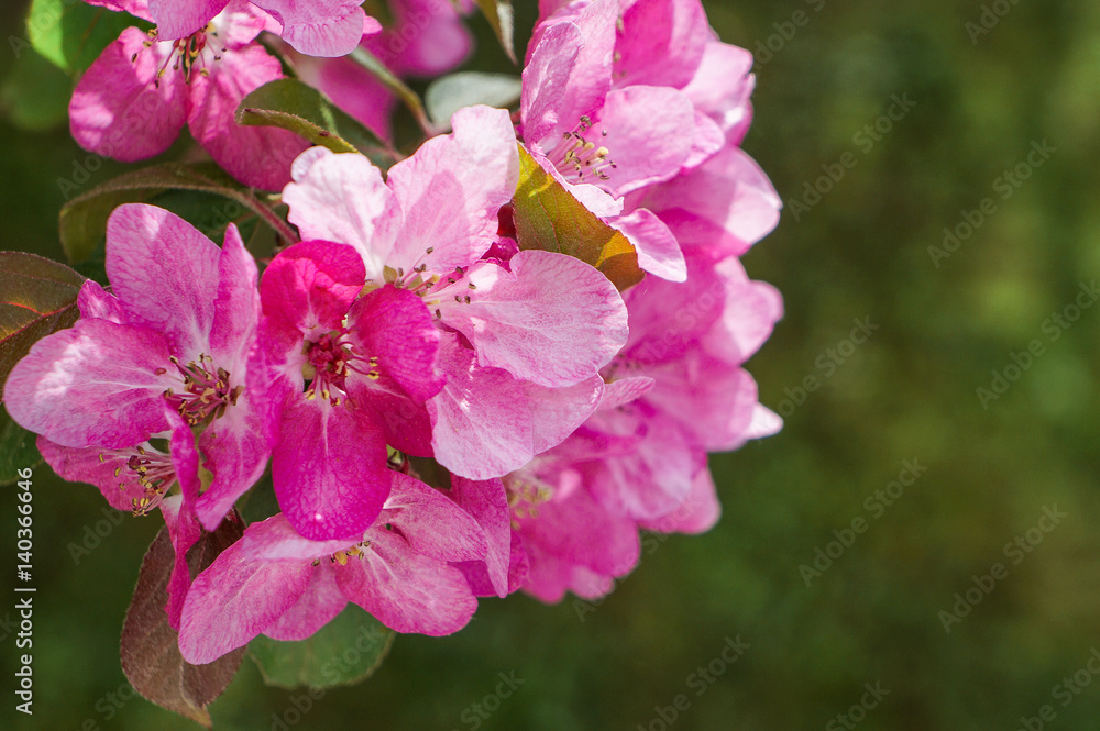 Obraz premium Spring flowering ornamental Apple trees. Wild Apple Nieddzwetzkyana.