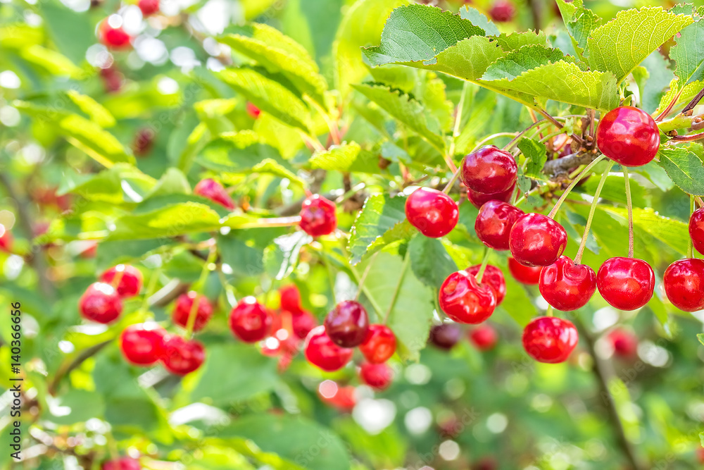Red cherries on a branch in the orchard, close up Red cherries on a branch in the orchard, close up