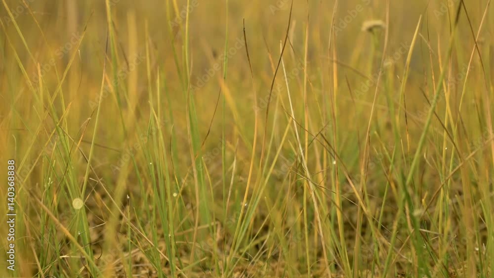 Grass in the national swamp reserve. Autumn daytime. Smooth dolly shot Grass in the national swamp reserve. Autumn daytime. Smooth dolly shot