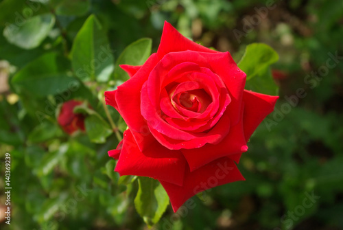 Rose rouge perlée de rosée le matin au jardin