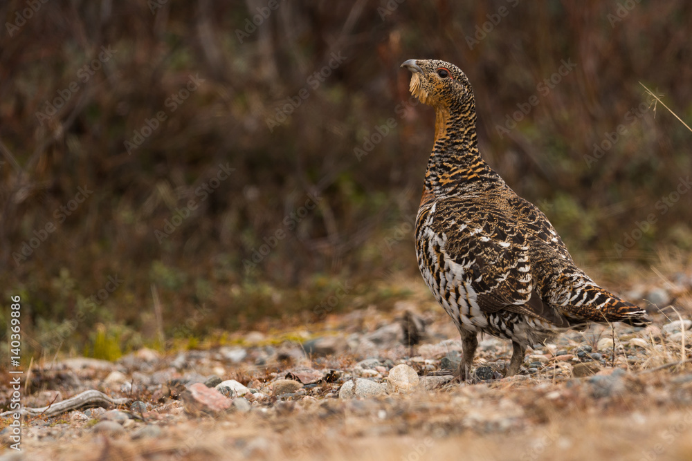 Western capercaillie