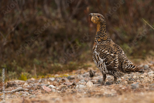 Western capercaillie photo