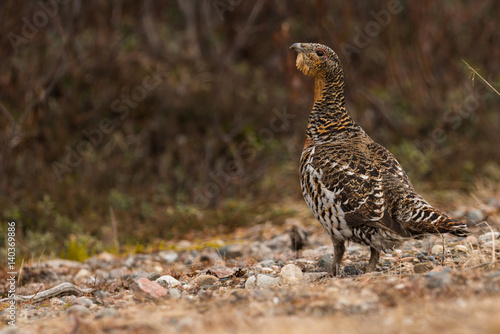 Obraz na płótnie Western capercaillie w salonie