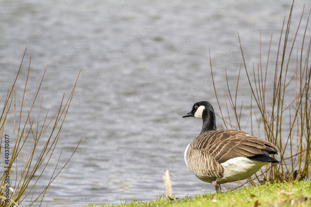 Fototapeta premium Ducks in the lake,,Germany