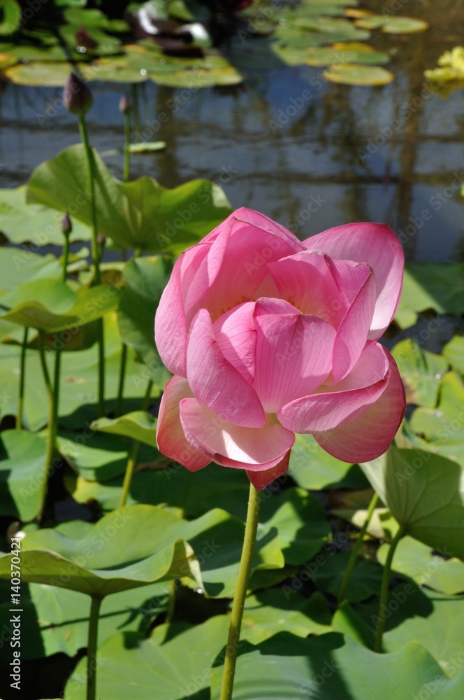 Lotus Rose First Lady