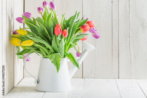 Fototapeta Naklejka Na Ścianę i Meble -  A young and fresh tulip in the watering can