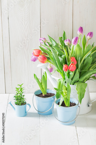 Fototapeta Naklejka Na Ścianę i Meble -  A young and fresh tulip in a sunny day