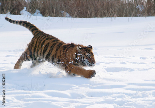 Siberian tiger hunting for the prey in the snow - Panthera tigris altaica © sci