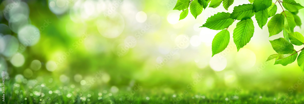 Fototapeta Zielone liście udekorować szerokie bokeh tło podkreśla w przyrodzie