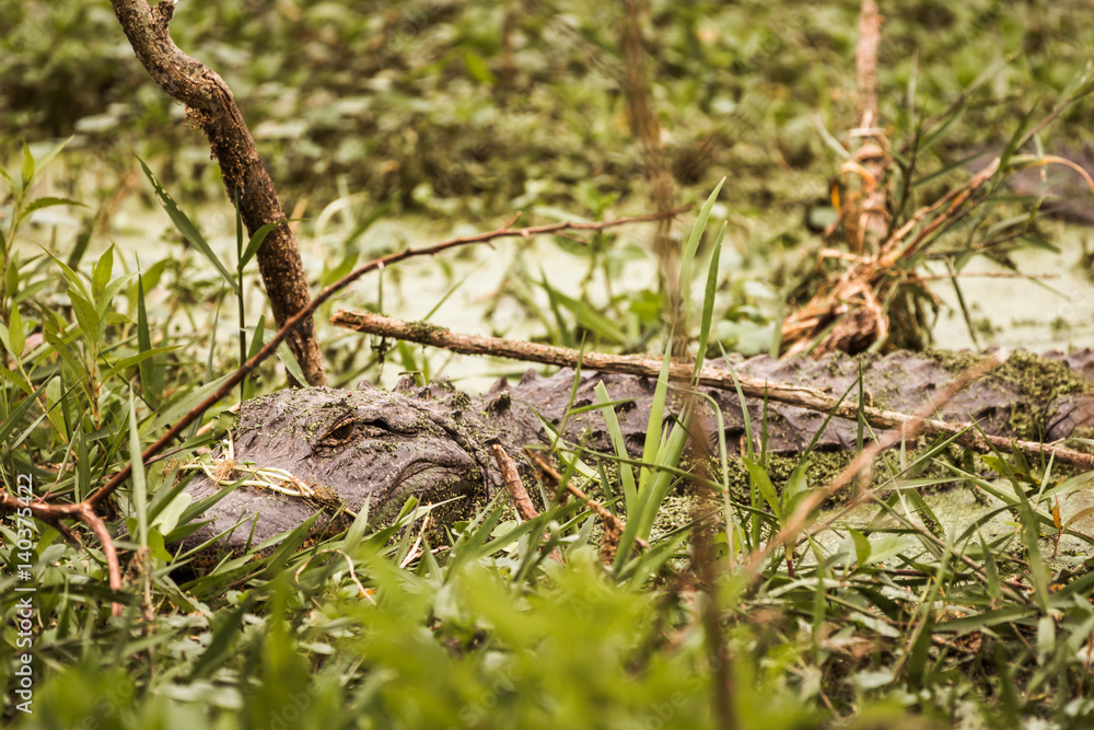 Wild American Alligator (Alligator Mississippiensis) submerged and camouflaged Wild American Alligator (Alligator Mississippiensis) submerged and camouflaged
