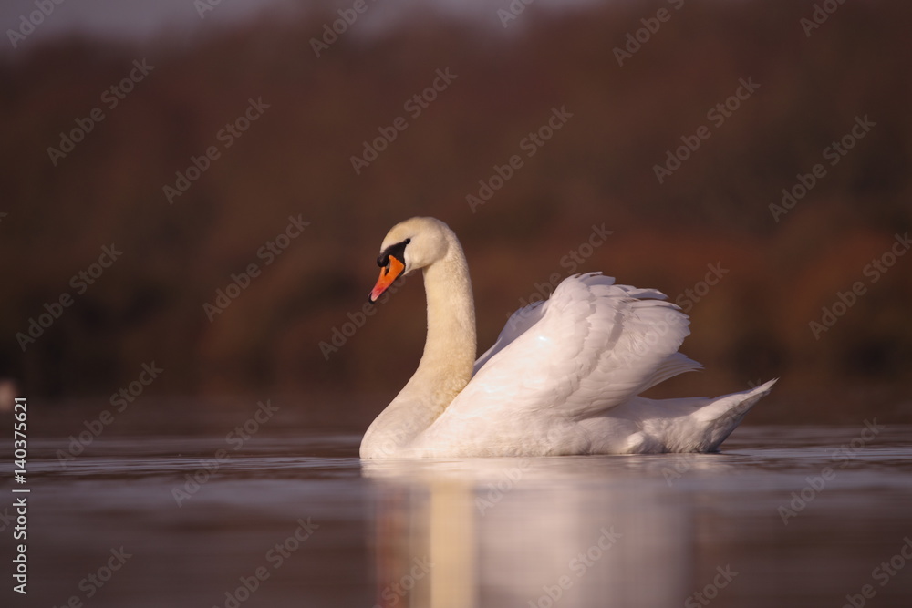 Fototapeta premium Cygne tuberculé 3