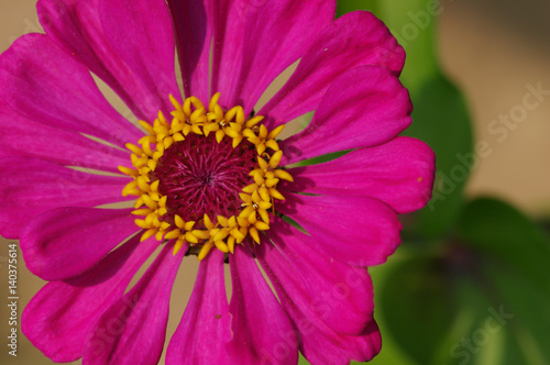 Purple Flower close up