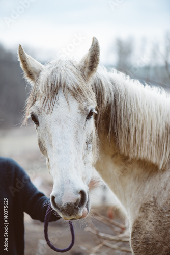 white horse portrait  